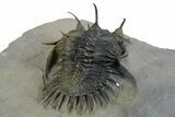 Short Trident Walliserops Trilobite - Timrzit, Morocco #350524-4